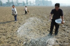 种什么地需要石灰	(地里撒石灰多久能种植)