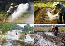 生石灰消毒需要多少数量	(生石灰消毒需要多少数量才能用)