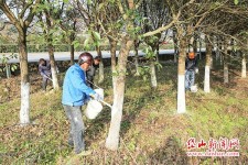 树干上刷石灰用什么刷子	(树干上刷石灰用什么刷子最好)