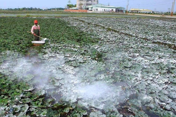 关于玉米什么时候撒生石灰最好	的信息