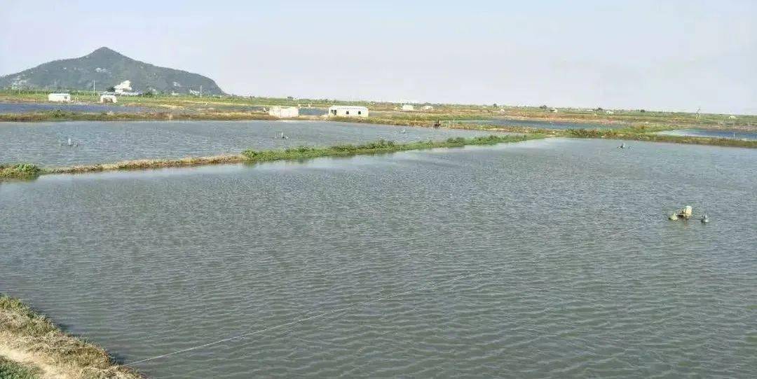 虾池什么时候泼生石灰好	(虾池什么时候泼生石灰好一点)